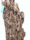 wurzel 84 2.jpg